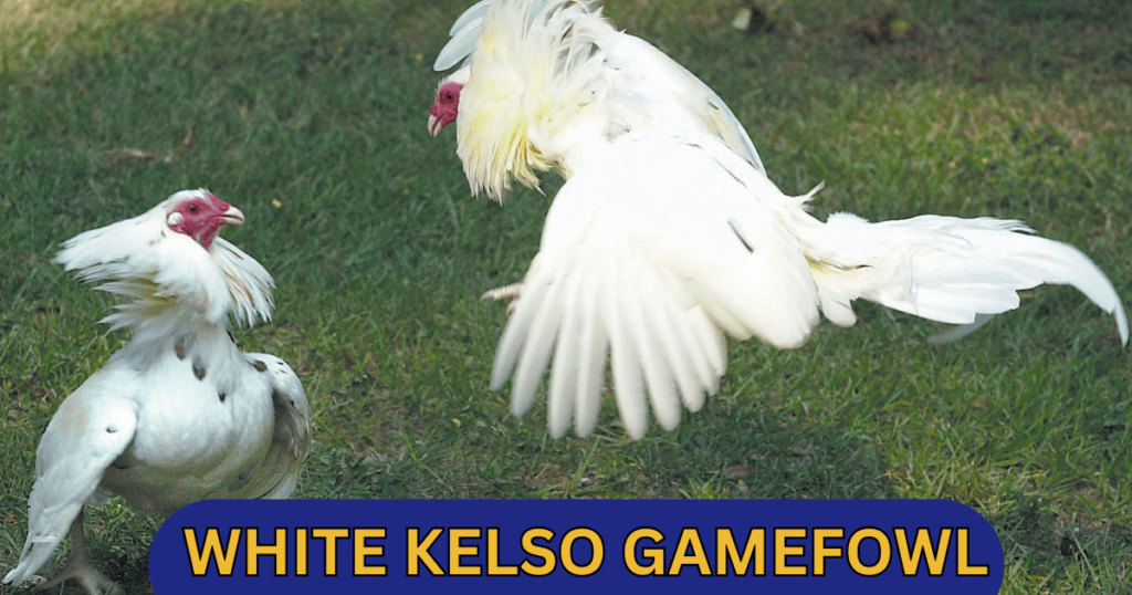 White Kelso gamefowl